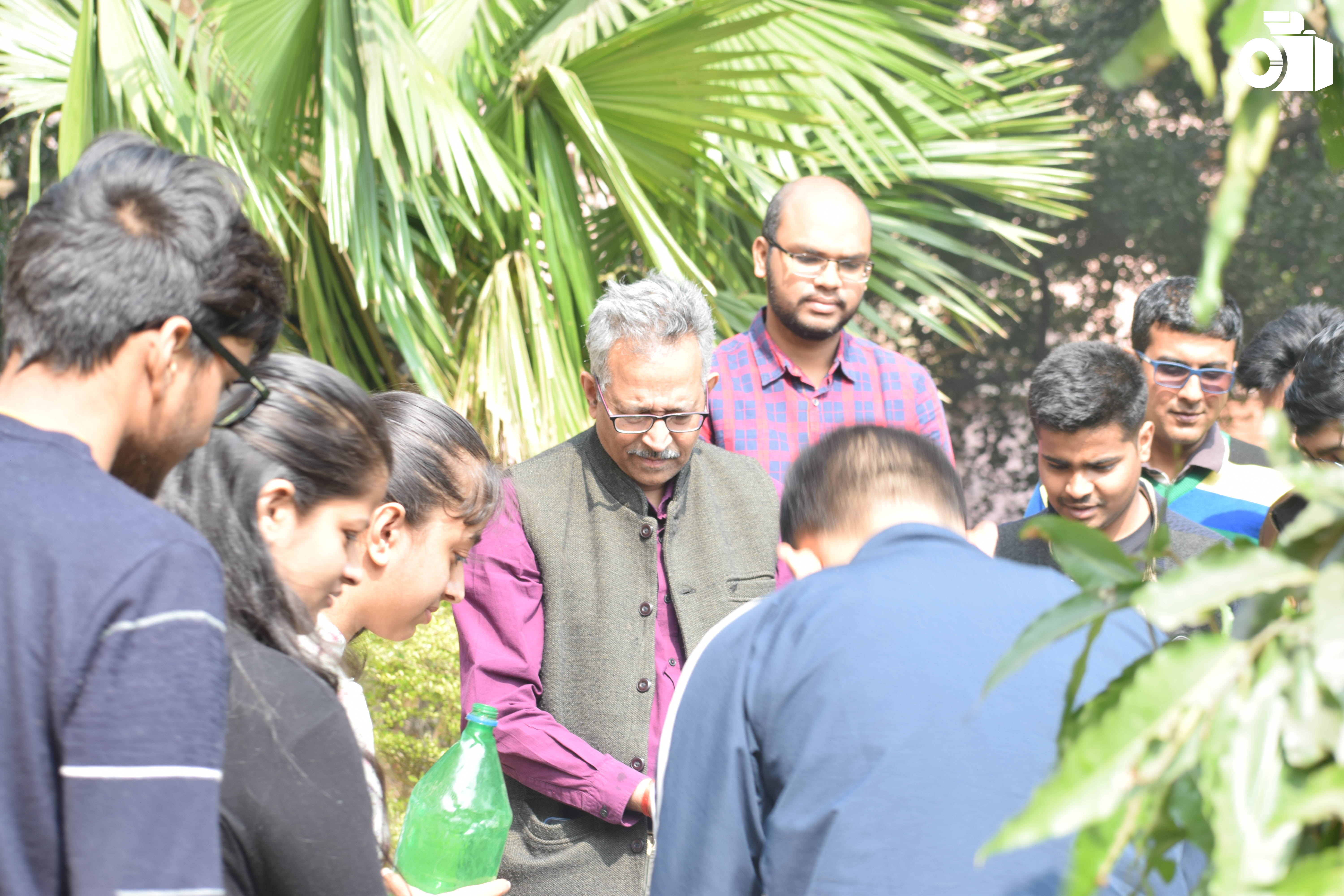 Tree Plantation